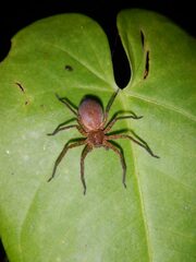 Heteropodinae