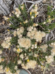Ericameria cuneata