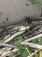 Pogonomyrmex rugosus