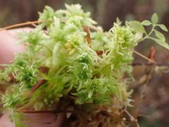Sphagnum miyabeanum