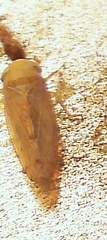 Athysanini