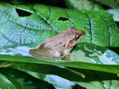 Craugastor fitzingeri