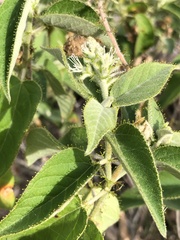 Croton ciliatoglandulifer
