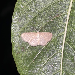 Scopula apparitaria