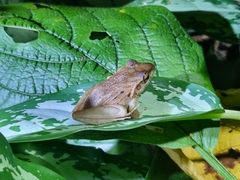 Craugastor fitzingeri