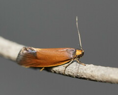 Delexocha ochrocausta