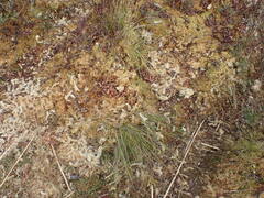 Sphagnum palustre