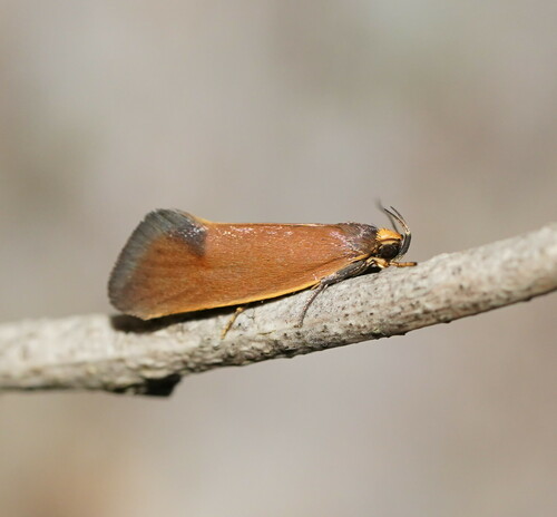Delexocha ochrocausta (Meyrick, 1884)