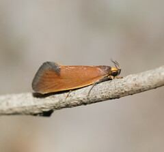 Delexocha ochrocausta