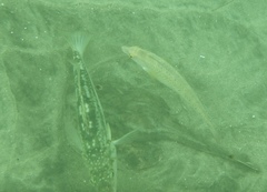 Halichoeres semicinctus