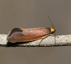 Delexocha ochrocausta