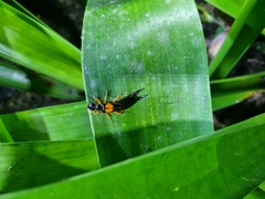 Carcinophora americana