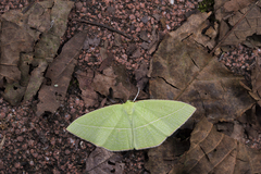 Tanaoctenia haliaria