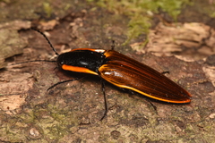 Semiotus luteipennis