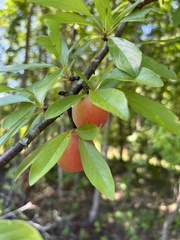 Prunus angustifolia