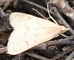 Achyra rantalis