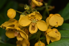Senna stipulacea