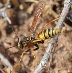 Polistes aurifer