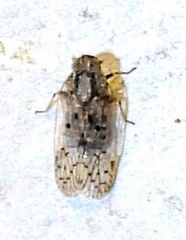 Melanoliarus aridus