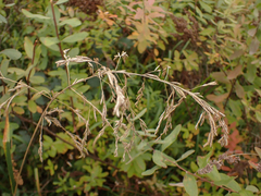 Glyceria maxima