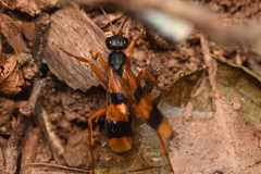 Sphictostethus striatulus