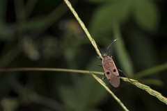 Physopelta quadriguttata