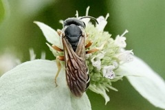 Halictus parallelus