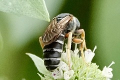 Halictus parallelus