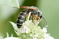 Halictus parallelus