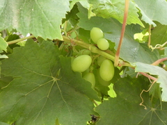 Vitis vinifera