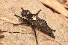 Pritchardia hirtipes