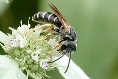 Halictus parallelus