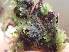 Riccardia chamedryfolia