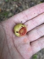 Amphibolips quercusjuglans