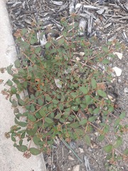 Euphorbia ophthalmica