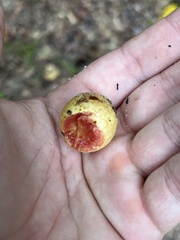 Amphibolips quercusjuglans
