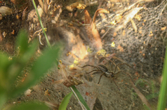 Aglaoctenus lagotis