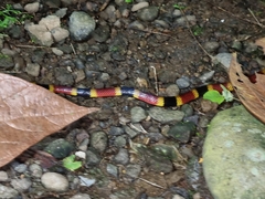 Micrurus mosquitensis
