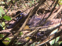 Cyanocorax chrysops