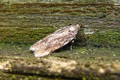 Filatima