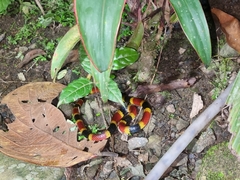 Micrurus mosquitensis
