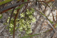 Oligarrhena micrantha