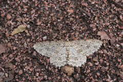 Ectropis arizanensis