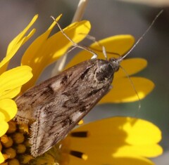 Loxostege cereralis