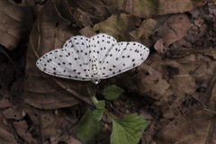 Xenoplia trivialis