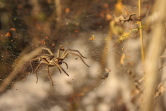 Aglaoctenus lagotis