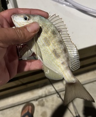 Orthopristis chrysoptera