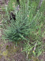 Ozothamnus