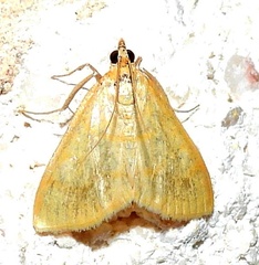 Helvibotys helvialis