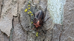 Poecilometis strigatus